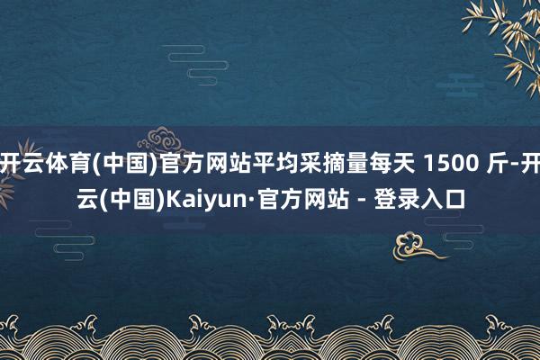 开云体育(中国)官方网站平均采摘量每天 1500 斤-开云(中国)Kaiyun·官方网站 - 登录入口